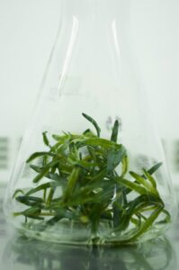Botanical Distillation
